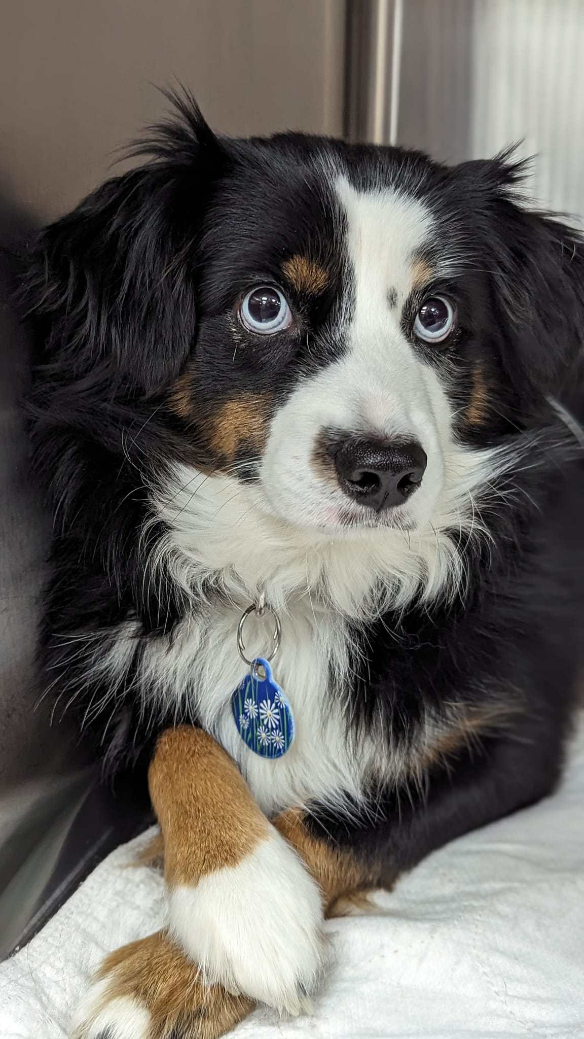 Dog with paws folded staring at the camera.