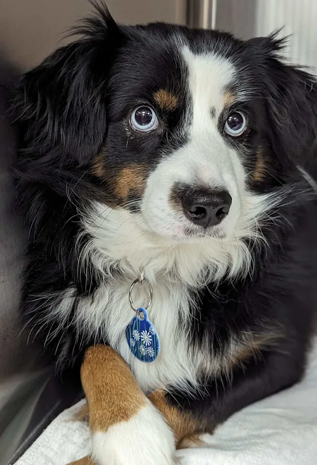 Dog with paws folded staring at the camera. Dog with paws folded staring at the camera.
