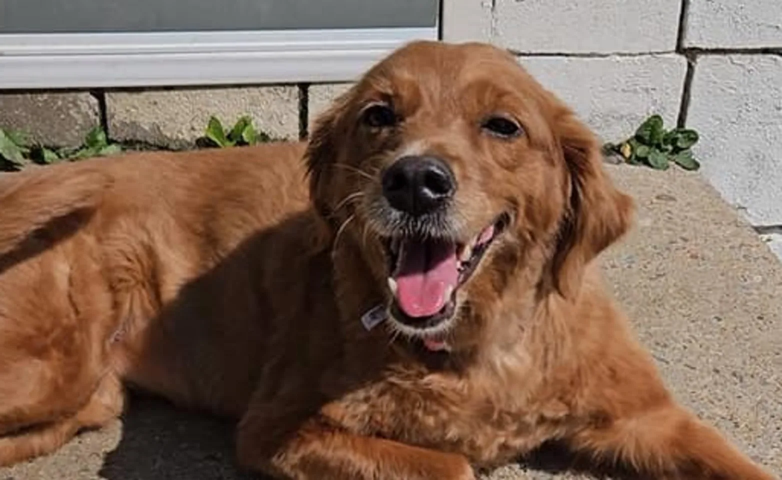 Brown dog looking happy
