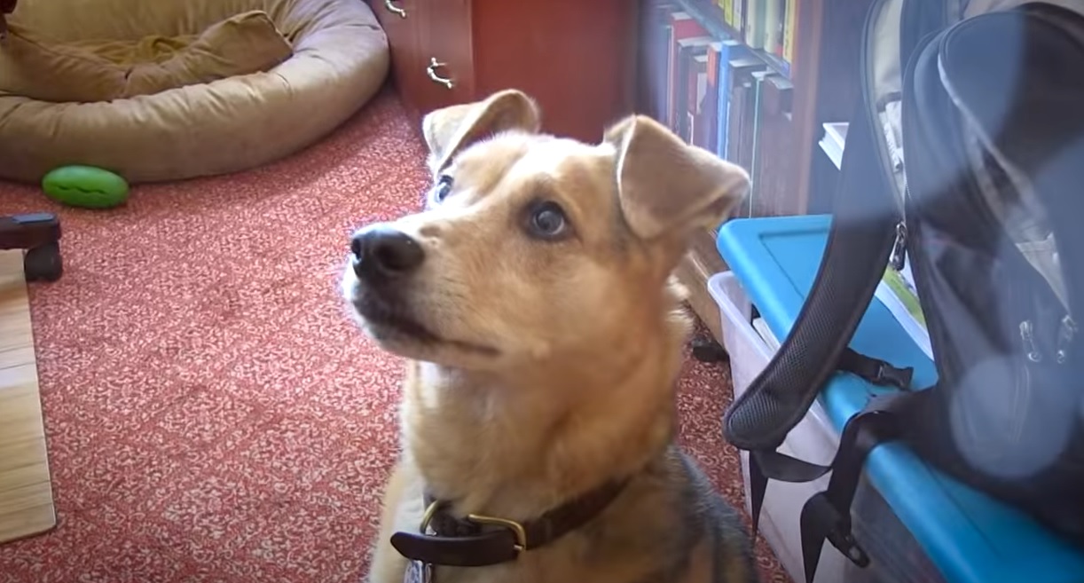 Fear Free Video Thumbnail (A brown dog looking up)