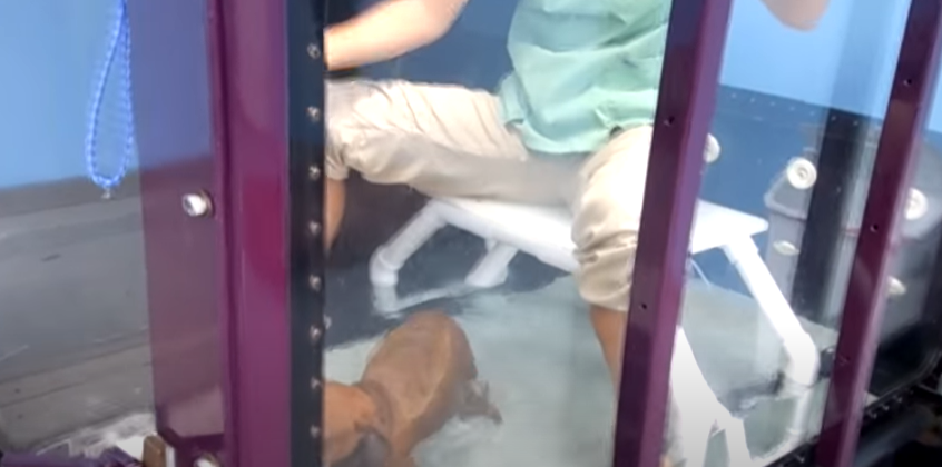 A dog on an underwater treadmill at Tampa Bay K-9 Rehabilitation Center