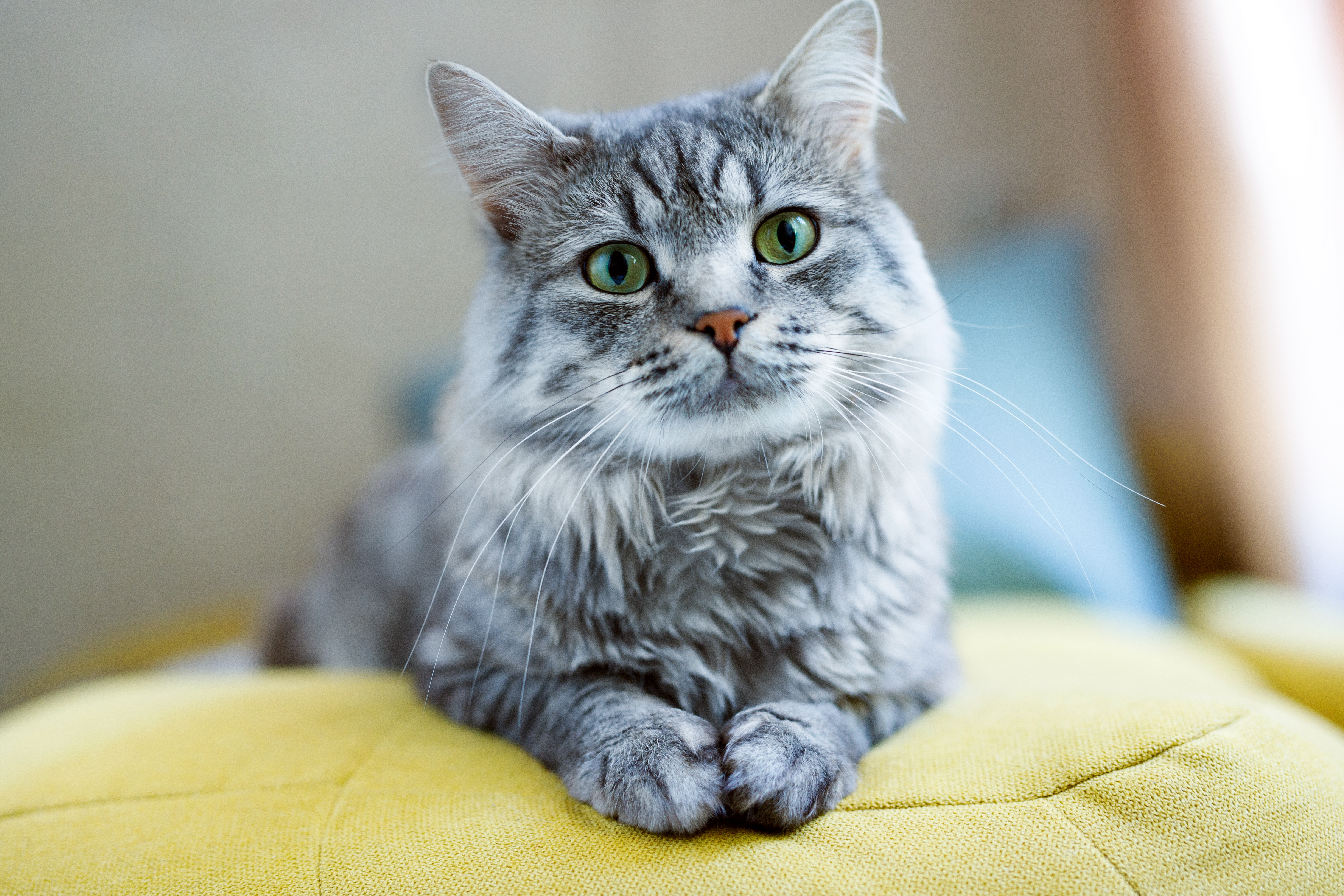 Gray cat sitting on a yellow pillow