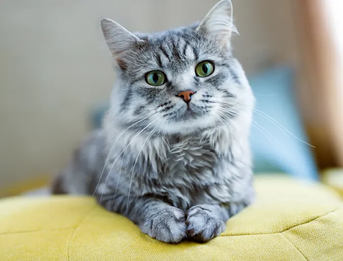 Gray cat sitting on a yellow pillow Gray cat sitting on a yellow pillow