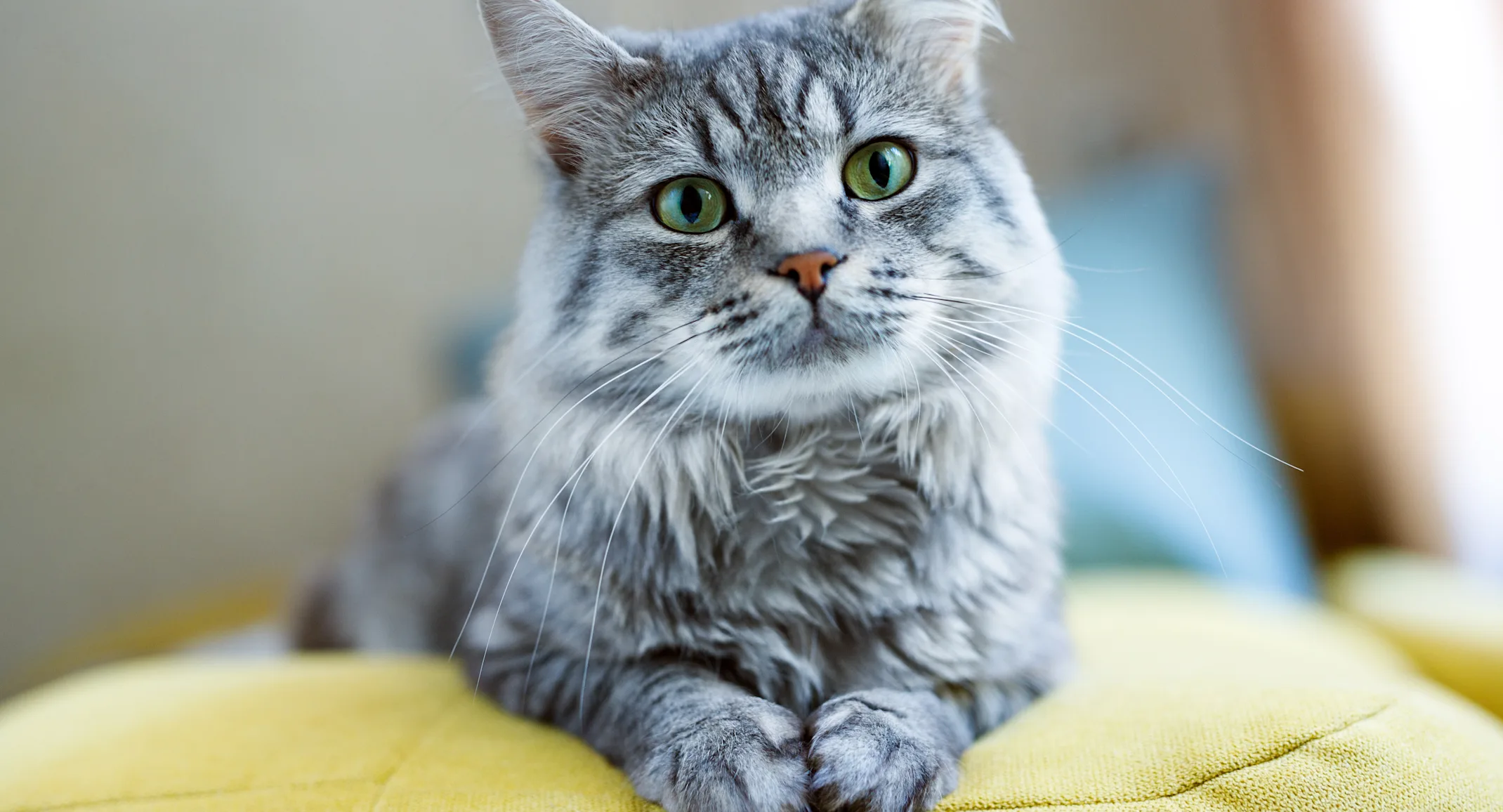 Gray cat sitting on a yellow pillow Gray cat sitting on a yellow pillow