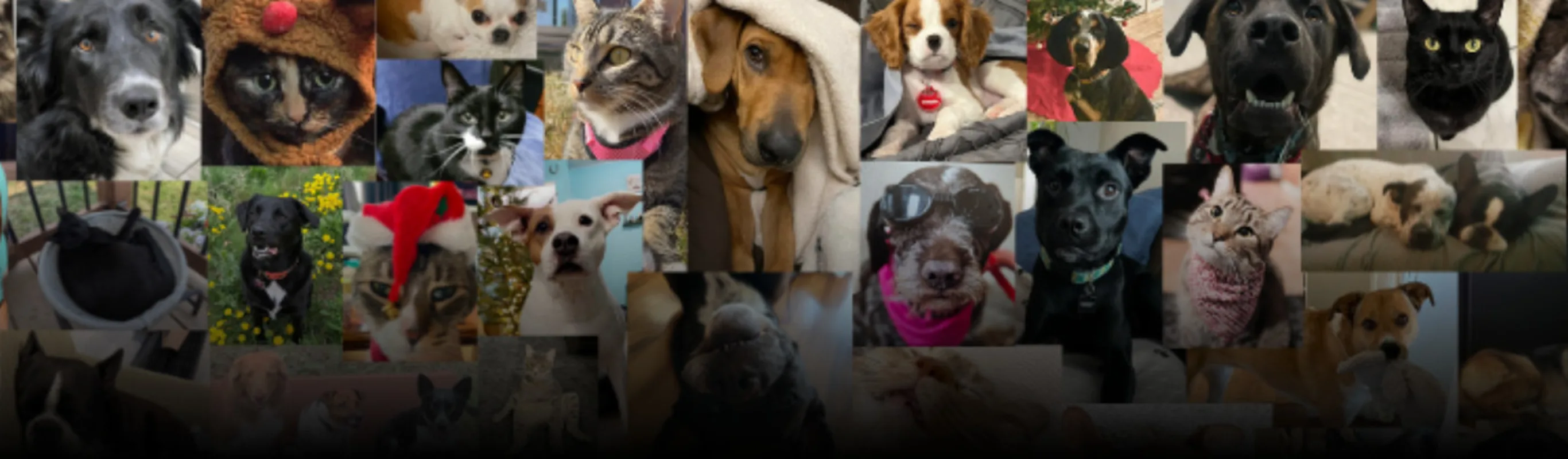 Riverside Small Animal Hospital Team Pets  Riverside Small Animal Hospital Team Pets