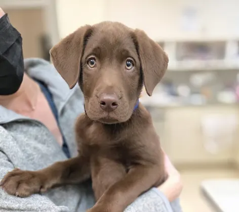 Brown dog being carried by staff Brown dog being carried by staff