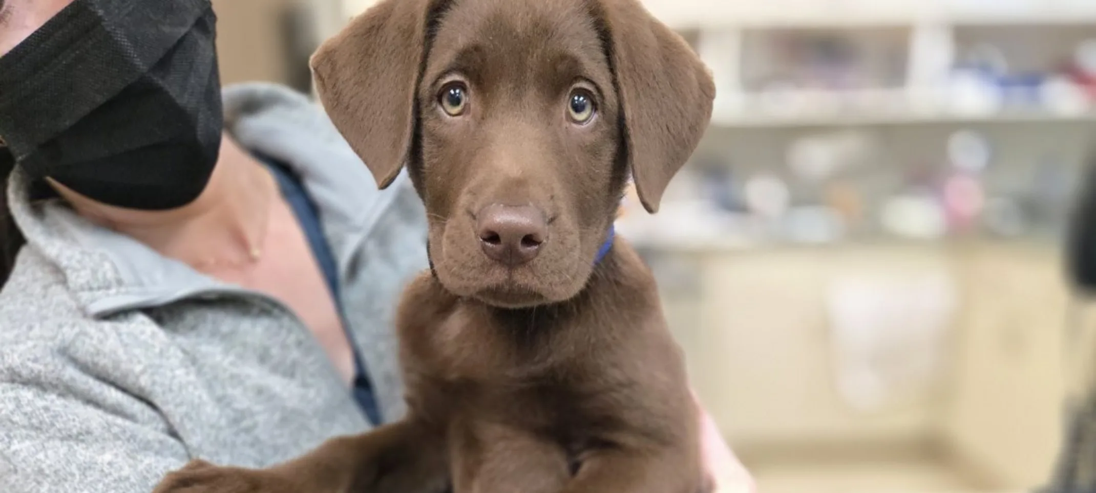 Brown dog being carried by staff Brown dog being carried by staff
