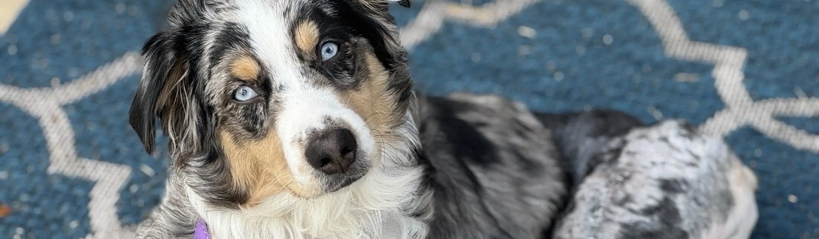 Australian Shepherd looking at the camera. Australian Shepherd looking at the camera.
