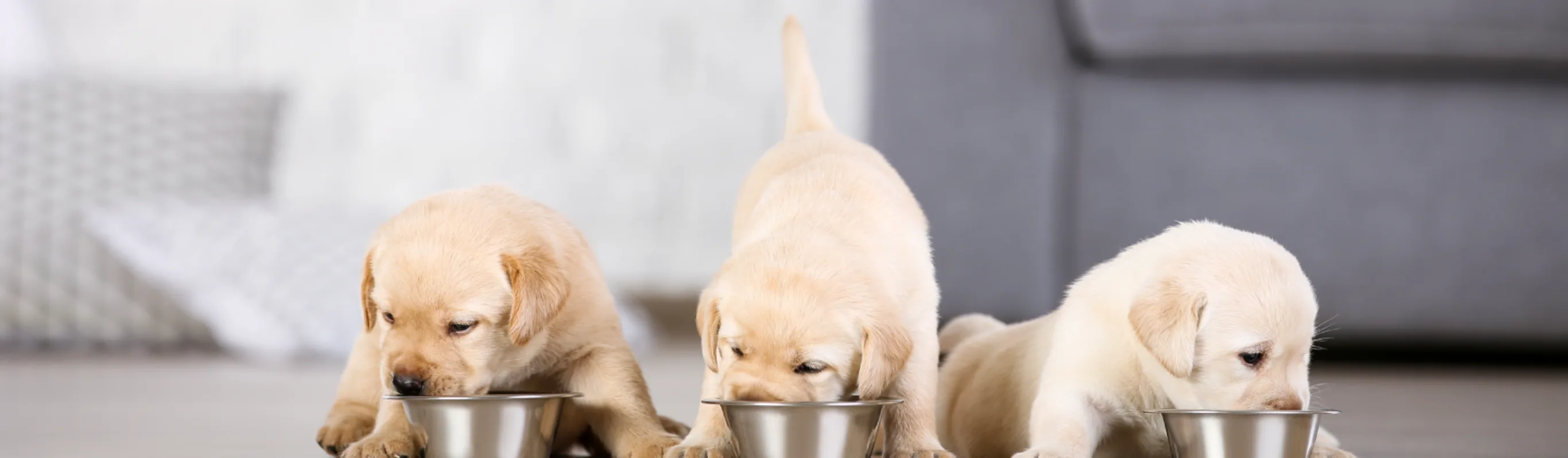 three puppies eating from bowls