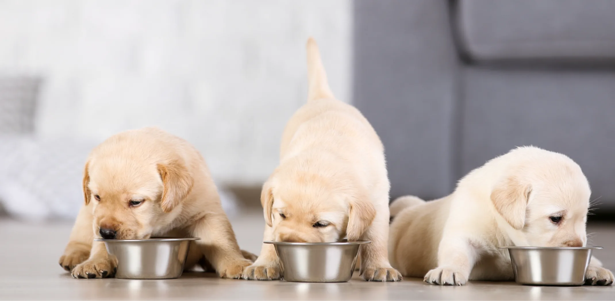 three puppies eating from bowls