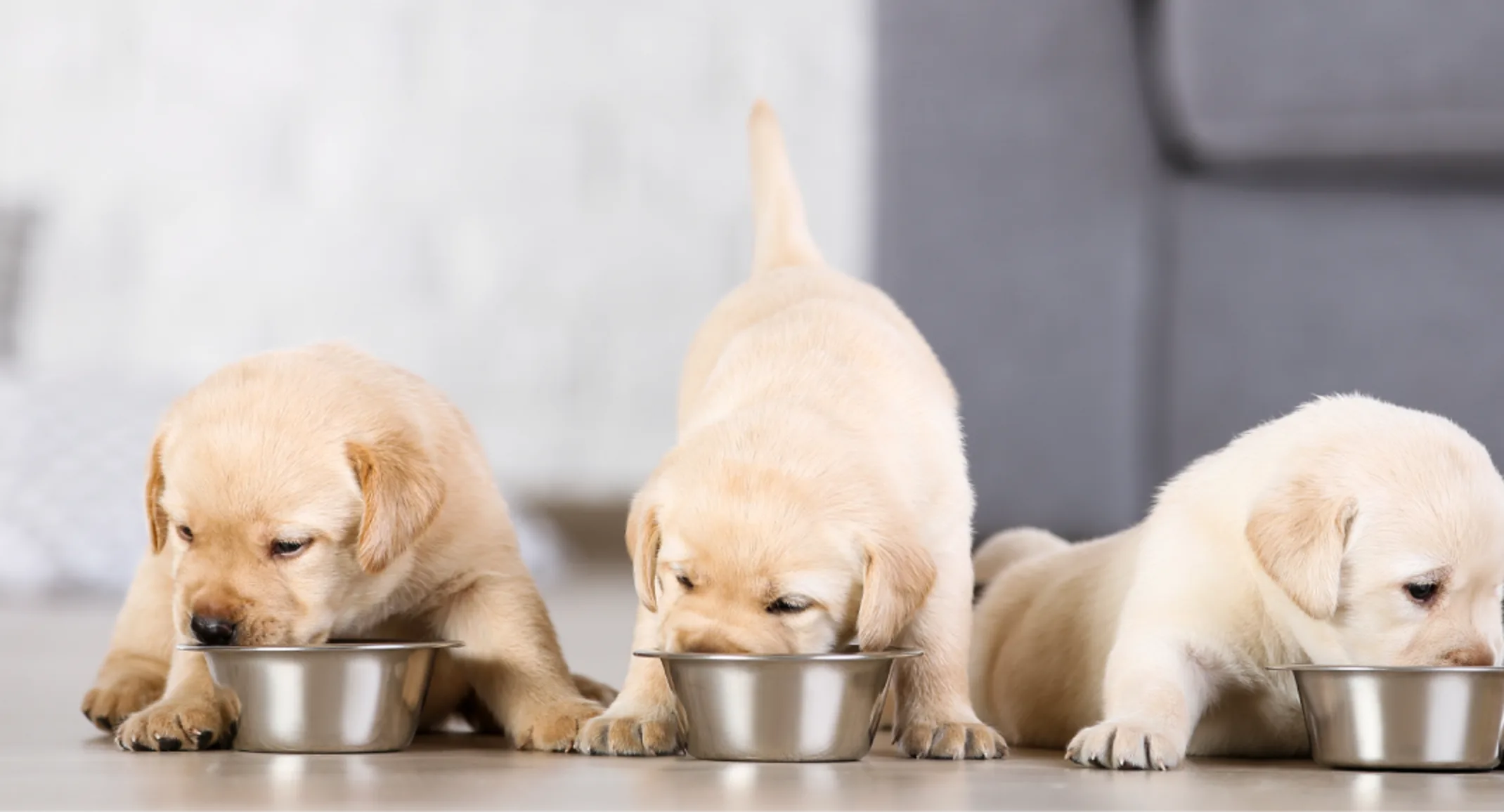 three puppies eating from bowls three puppies eating from bowls
