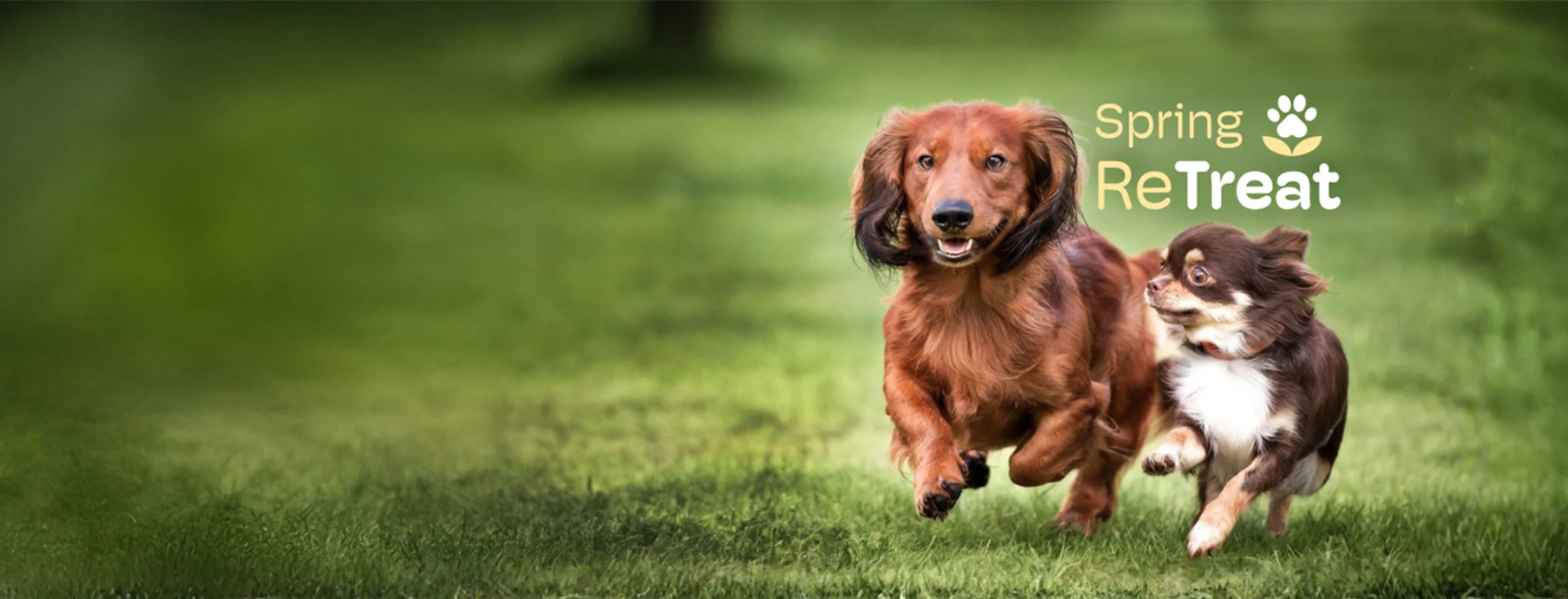 Dogs running in grass Dogs running in grass