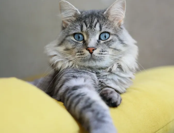 Gray cat on yellow couch Gray cat on yellow couch