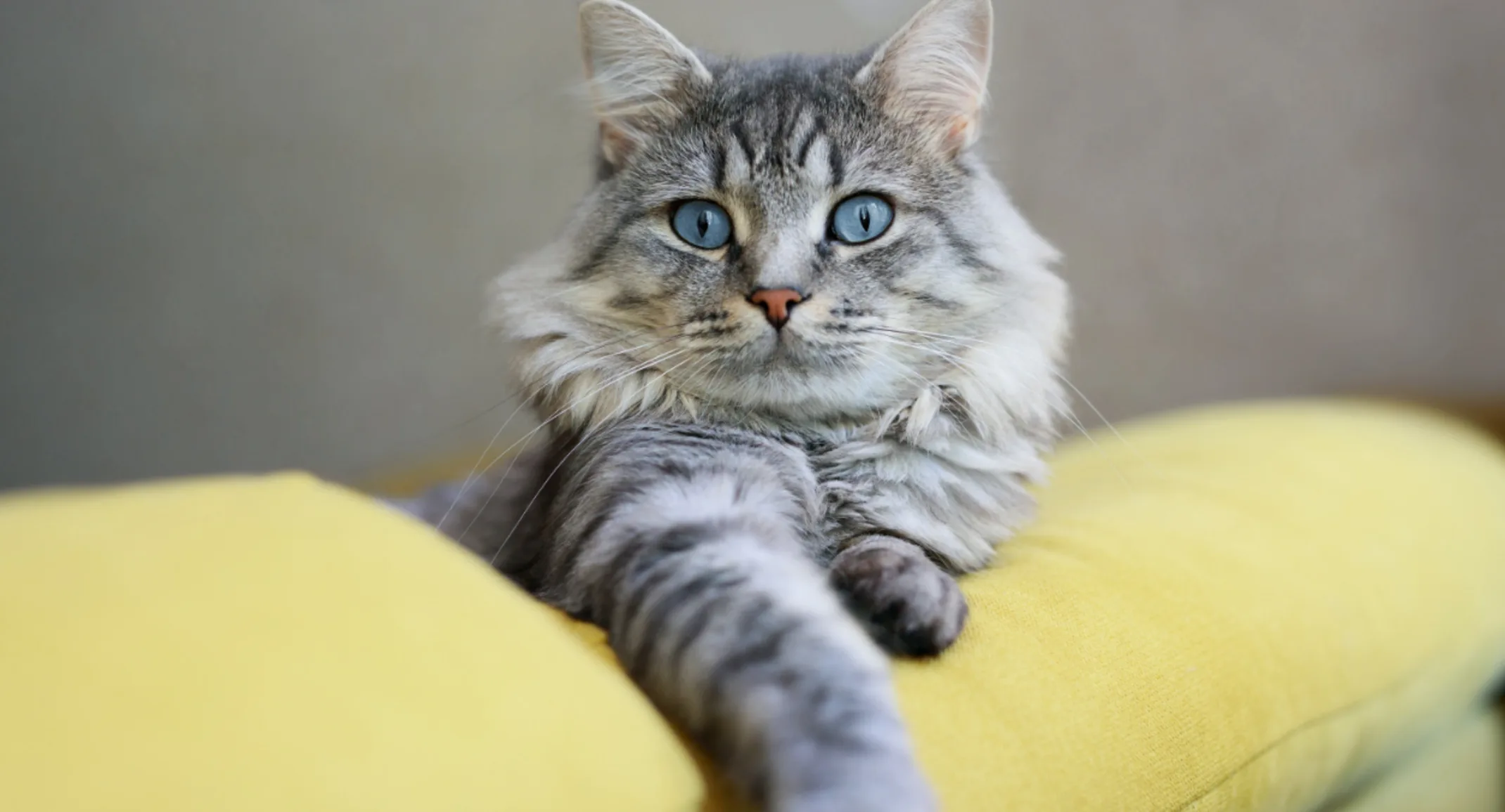 Gray cat on yellow couch Gray cat on yellow couch