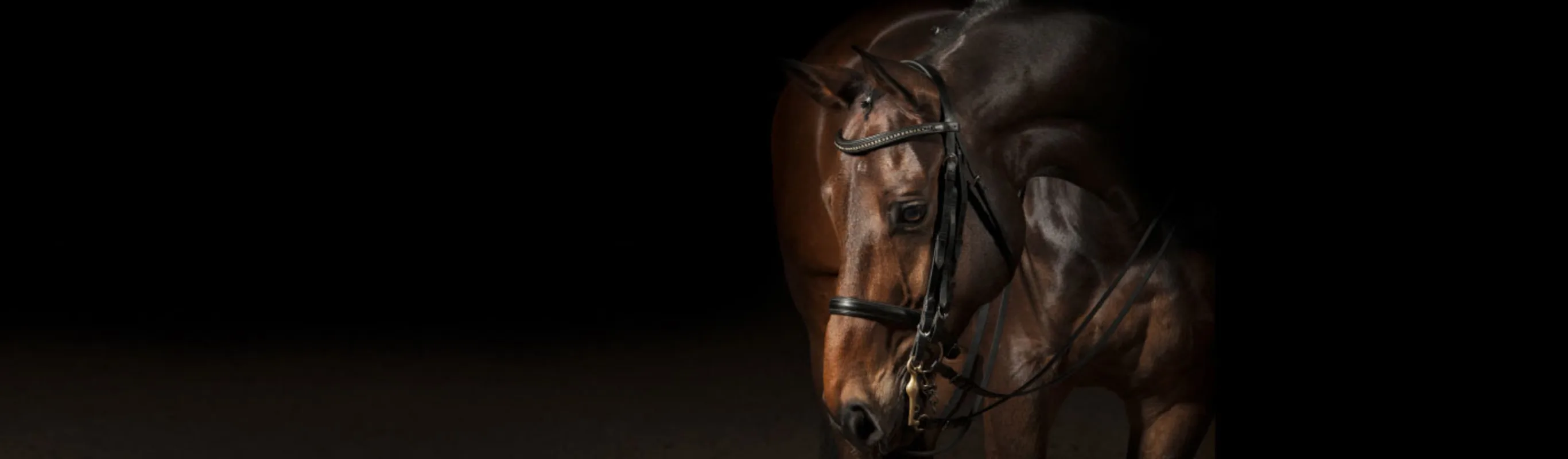Brown horse against a dark background Brown horse against a dark background