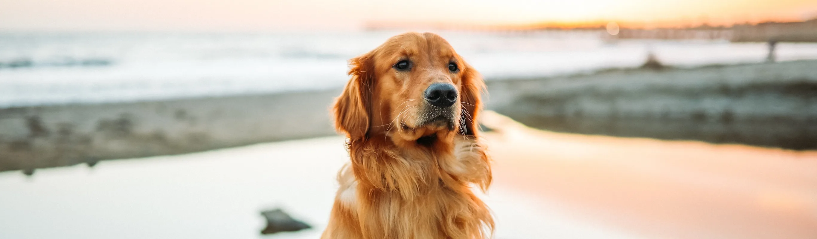 Dog sitting on the sand with the ocean in the background