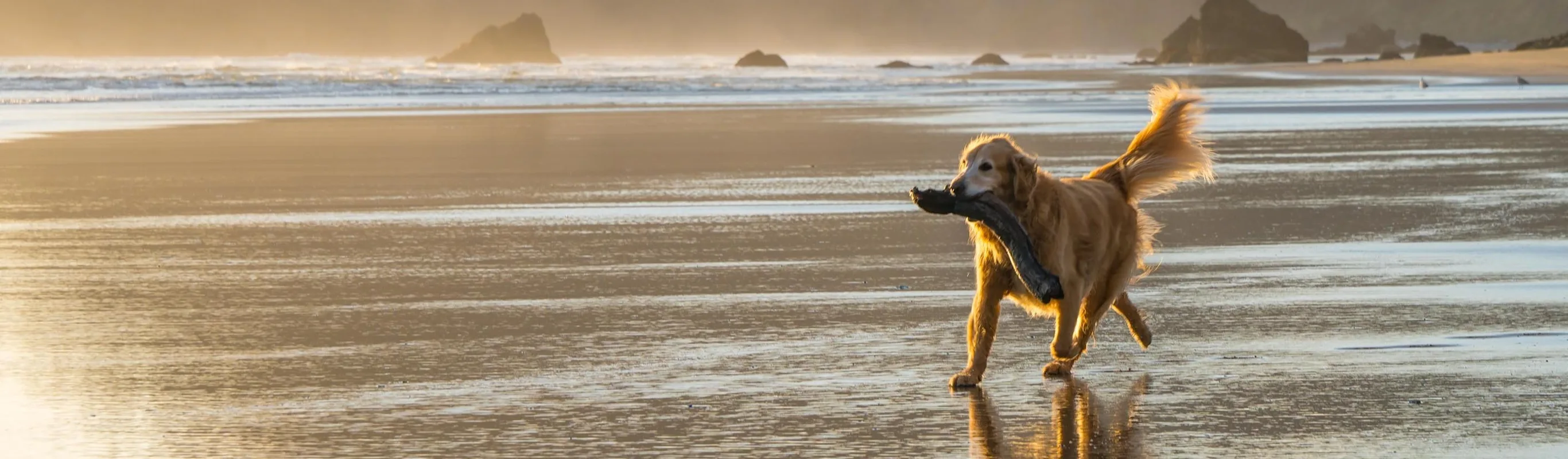 Dog running along the beach with a log in its mouth Dog running along the beach with a log in its mouth