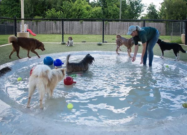 Dogs outside in round pool