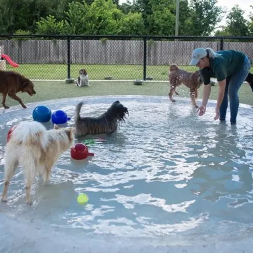 Dogs outside in round pool