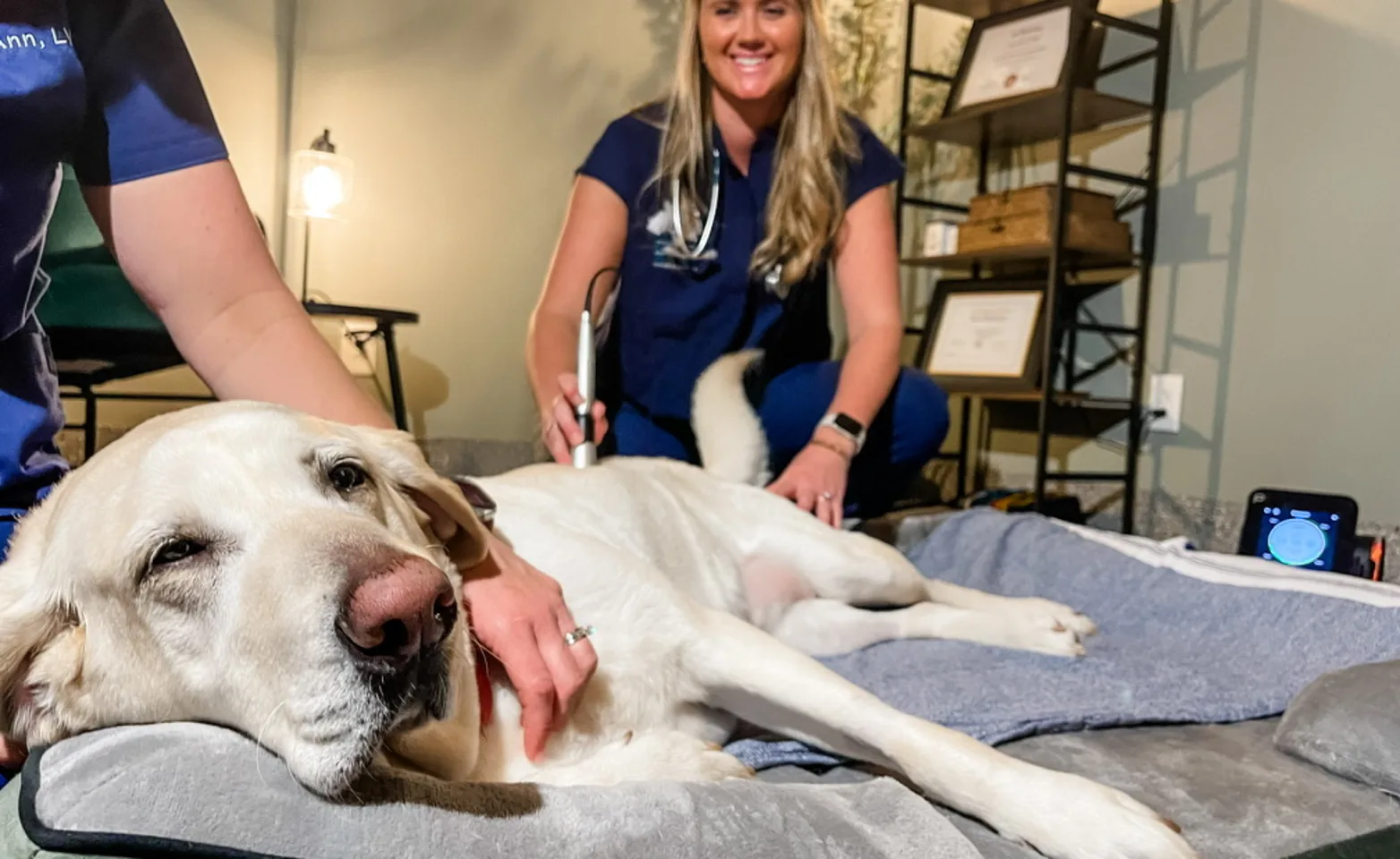 Two Park West Veterinary Associates staff supporting a dog. Two Park West Veterinary Associates staff supporting a dog.