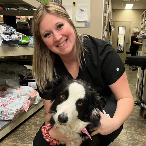 Vet with a black and white collie