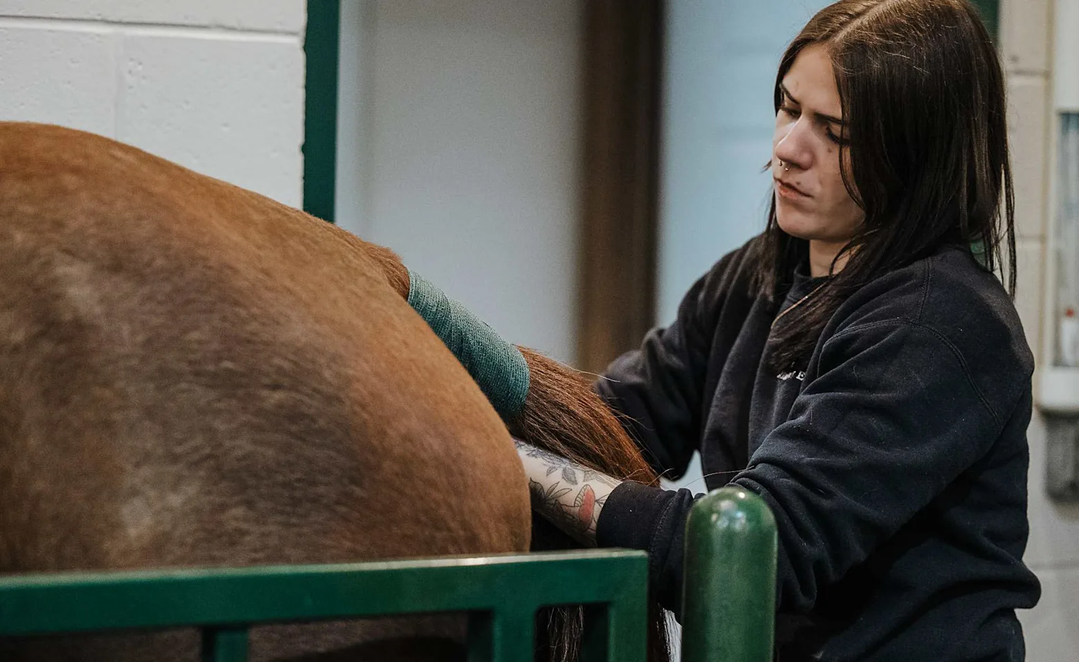 Staff Examining a Brown Mare Staff Examining a Brown Mare
