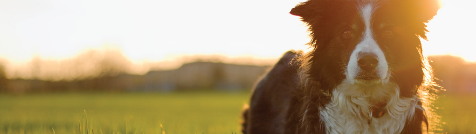 Dog in the grass out on the sunset