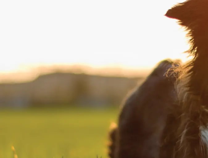Dog in the grass out on the sunset Dog in the grass out on the sunset