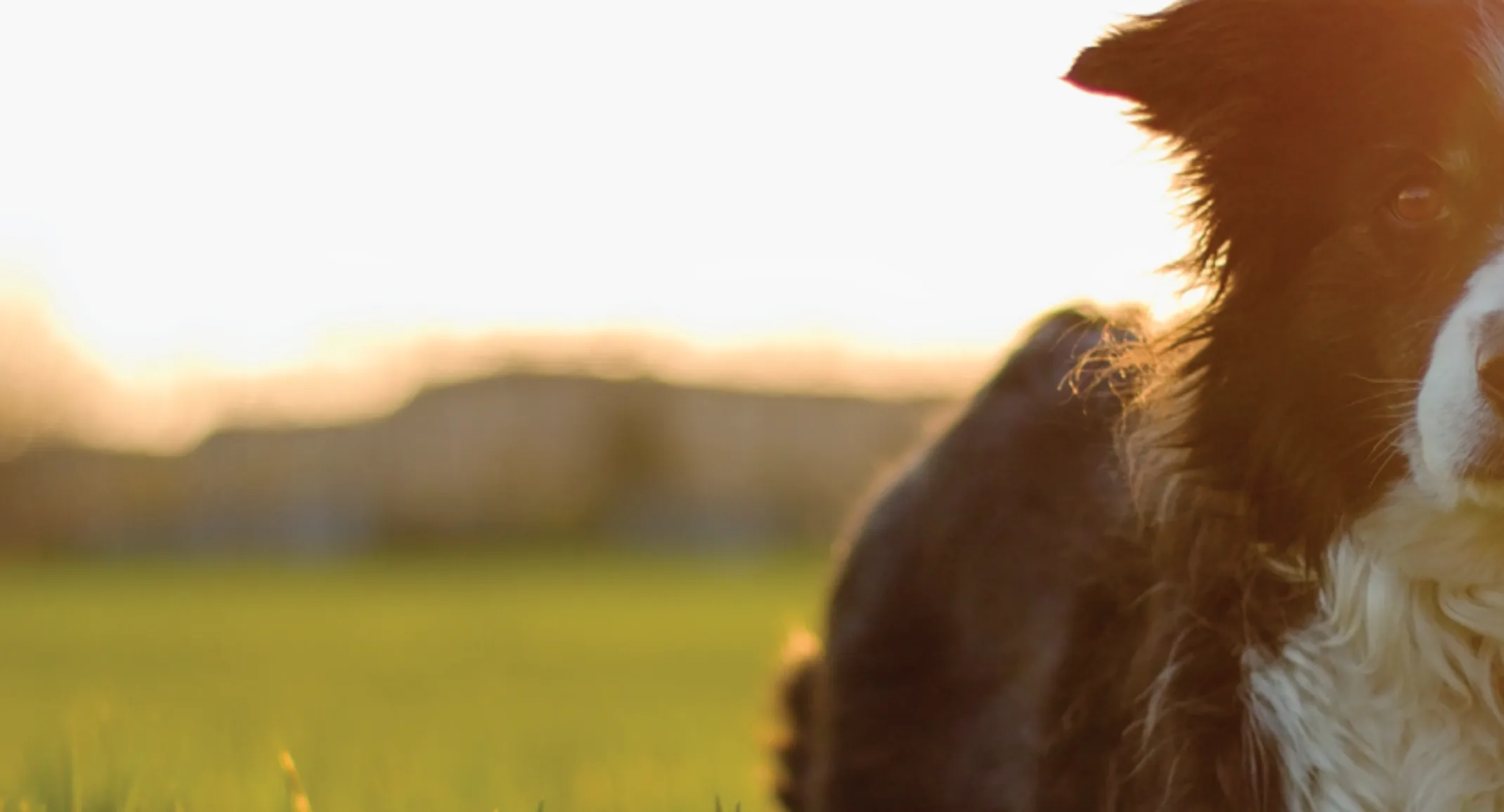 Dog in the grass out on the sunset Dog in the grass out on the sunset