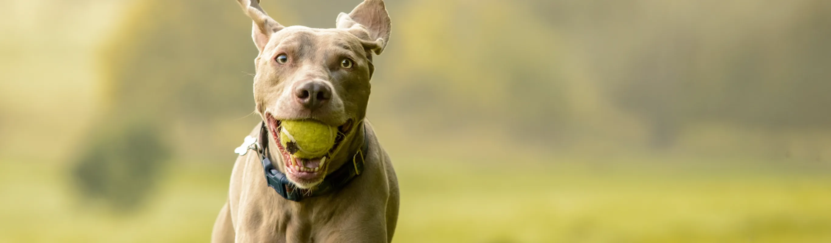 Dog running with a ball in mouth