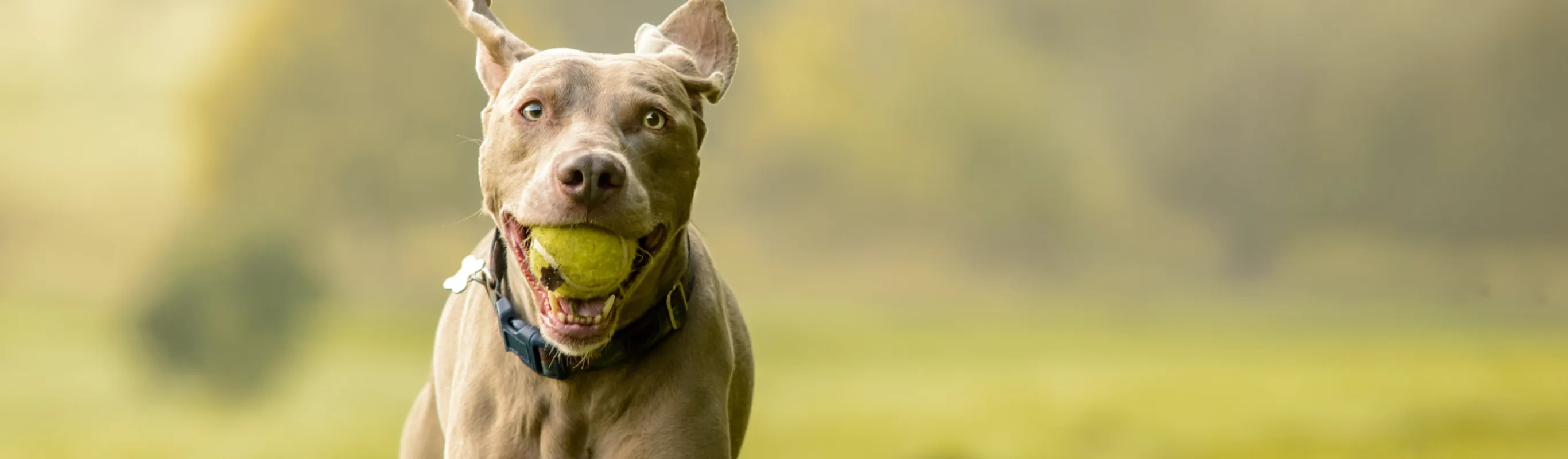 Dog running with a ball in mouth