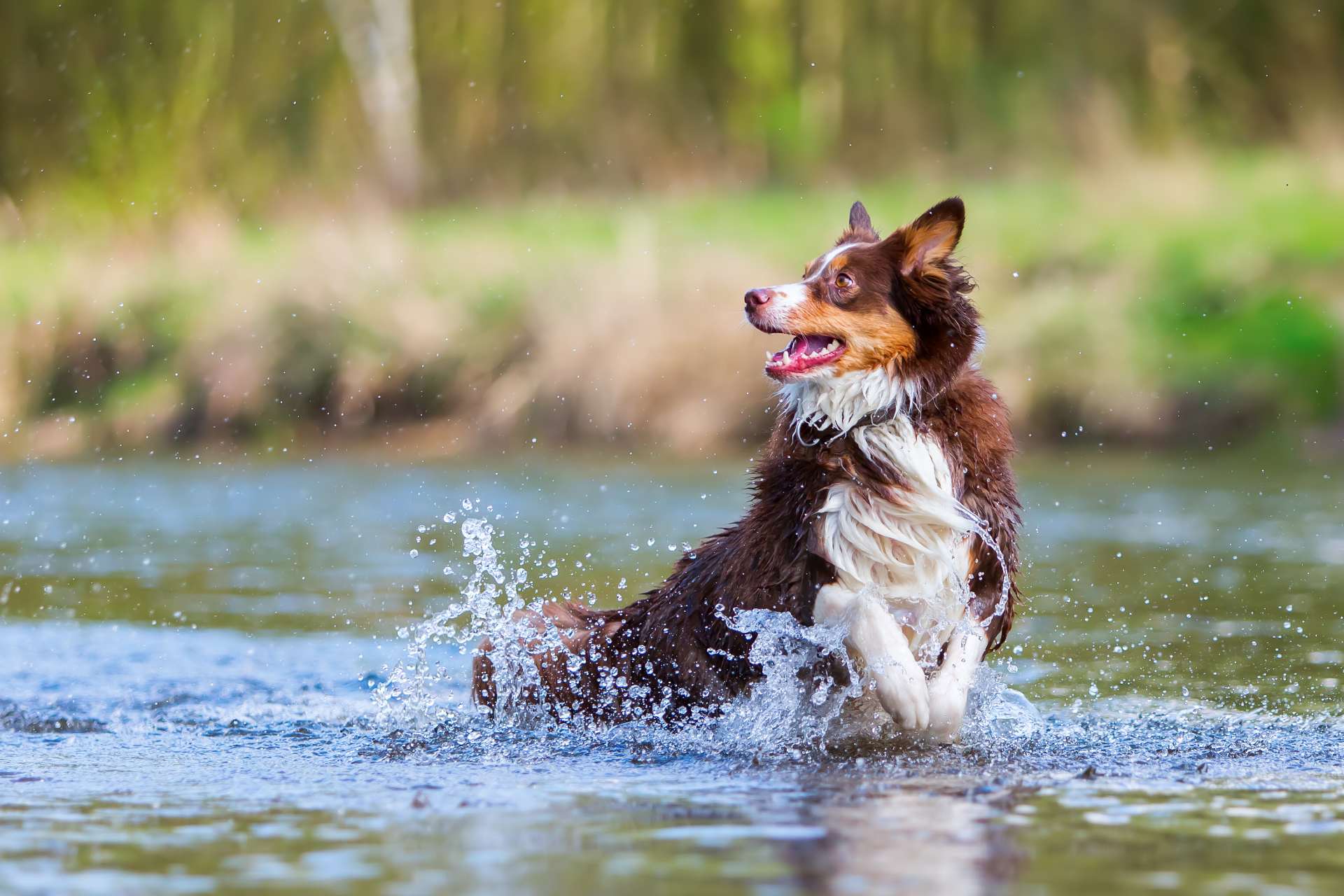 Border Collie jumping out of a pond.