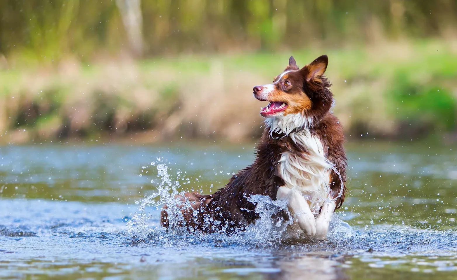 Border Collie jumping out of a pond. Border Collie jumping out of a pond.
