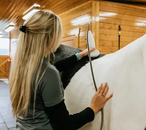 Staff member performing shockwave therapy on a black and white tobiano horse. Staff member performing shockwave therapy on a black and white tobiano horse.