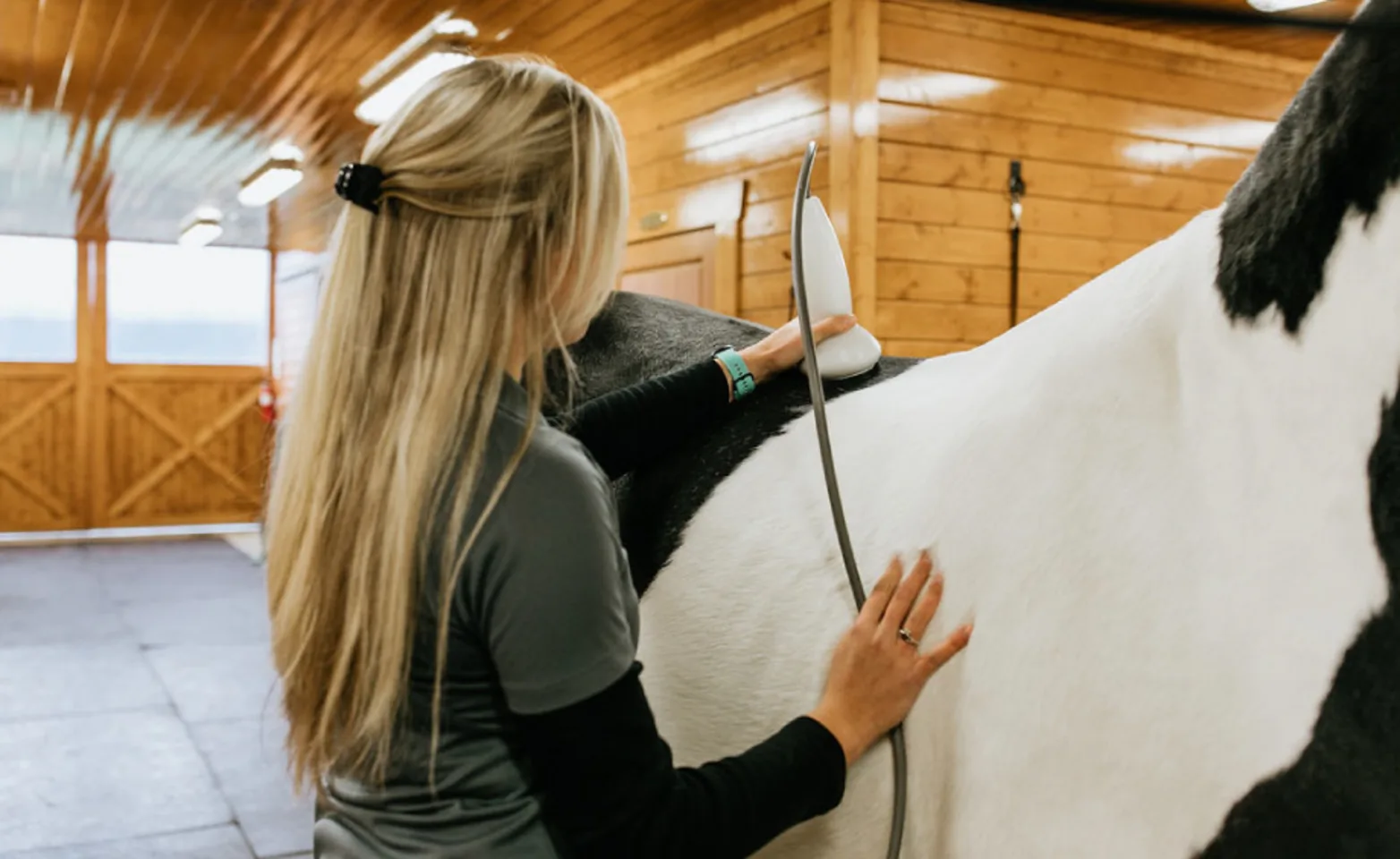 Staff member performing shockwave therapy on a black and white tobiano horse. Staff member performing shockwave therapy on a black and white tobiano horse.