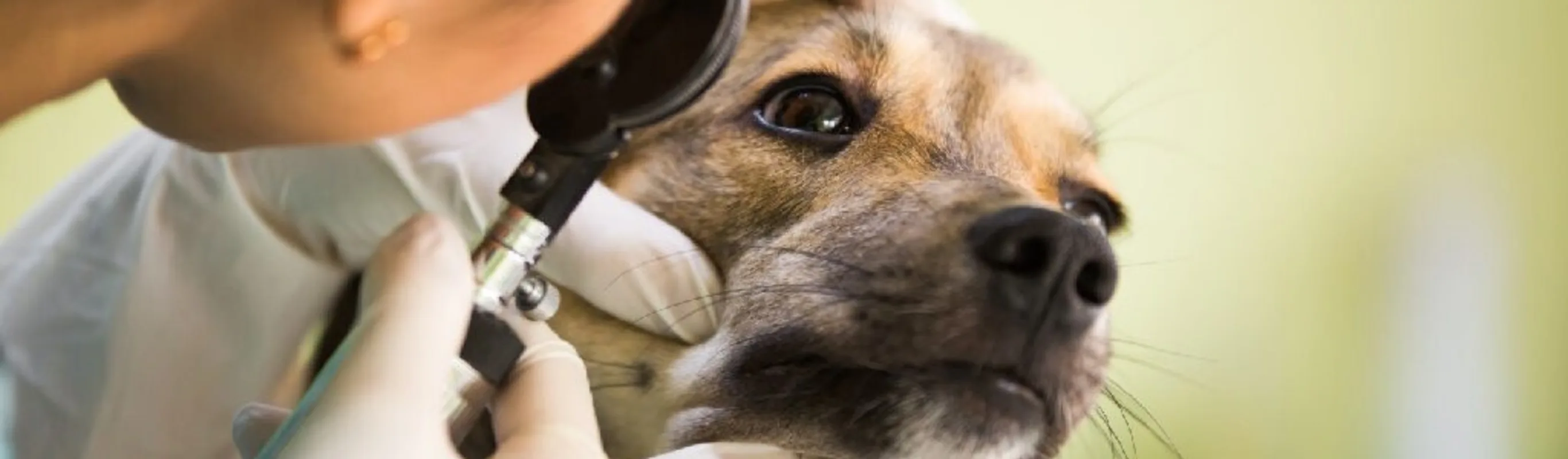 Brown dog getting its eye examined Brown dog getting its eye examined