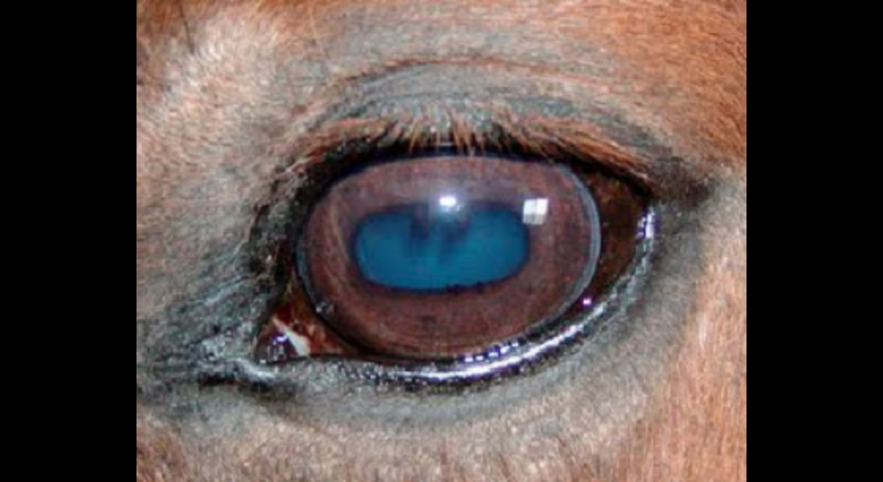 A close up of a horse's eye
