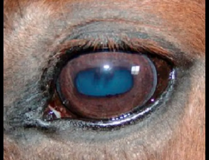 A close up of a horse's eye A close up of a horse's eye