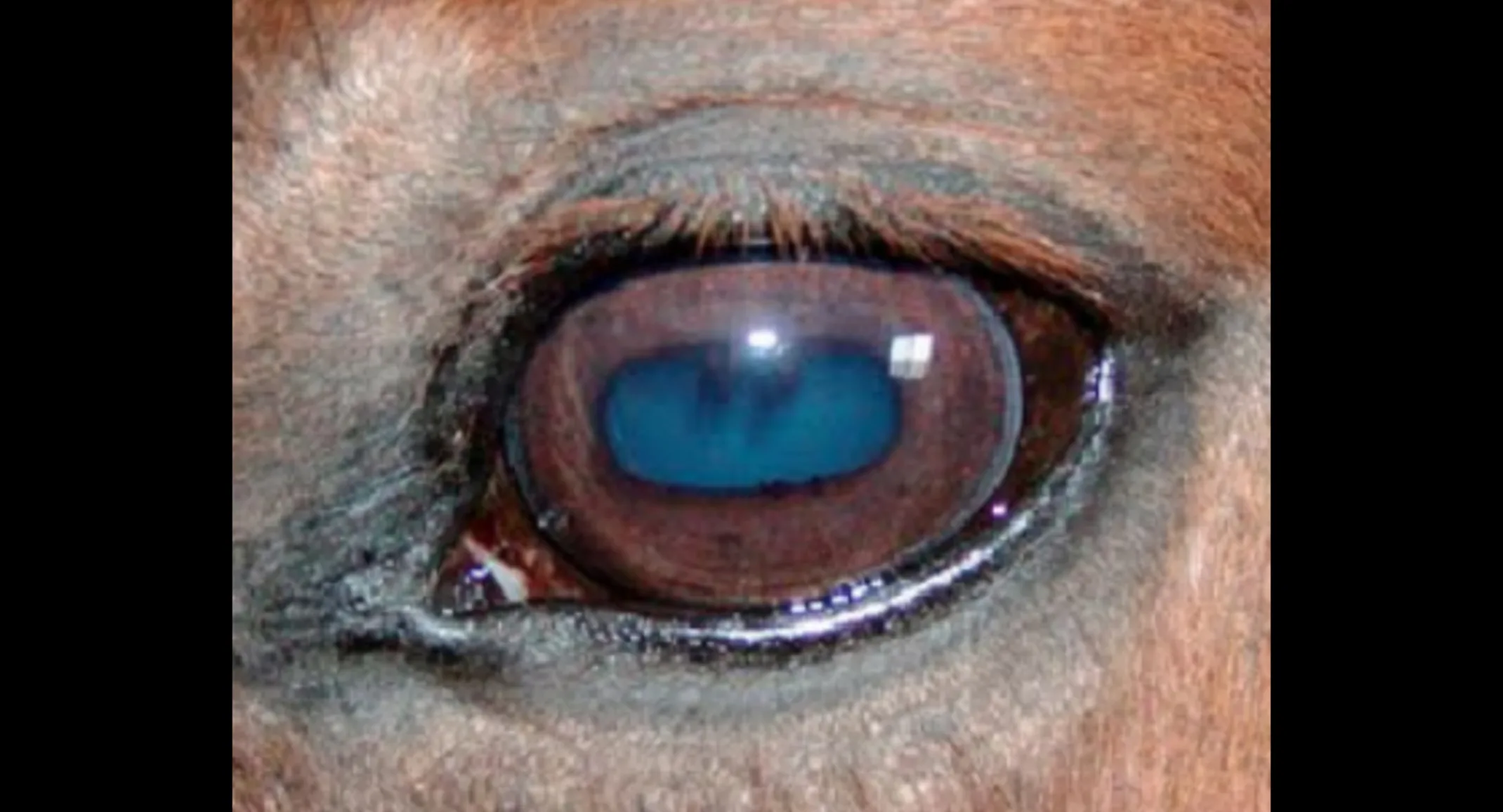 A close up of a horse's eye A close up of a horse's eye
