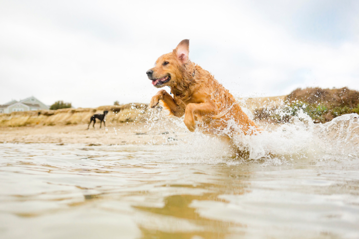 A dog plays at the beach. 