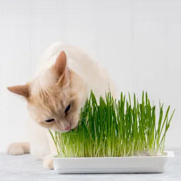 A small tan cat indoors sitting on a table eating grass from a potted plant A small tan cat indoors sitting on a table eating grass from a potted plant