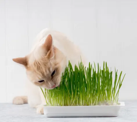 A small tan cat indoors sitting on a table eating grass from a potted plant 