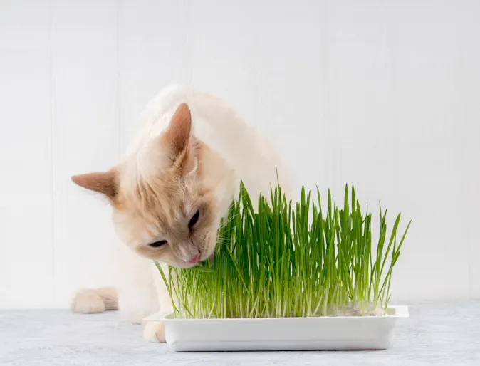 A small tan cat indoors sitting on a table eating grass from a potted plant 