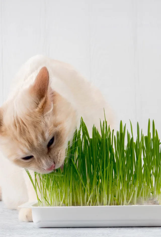 A small tan cat indoors sitting on a table eating grass from a potted plant 