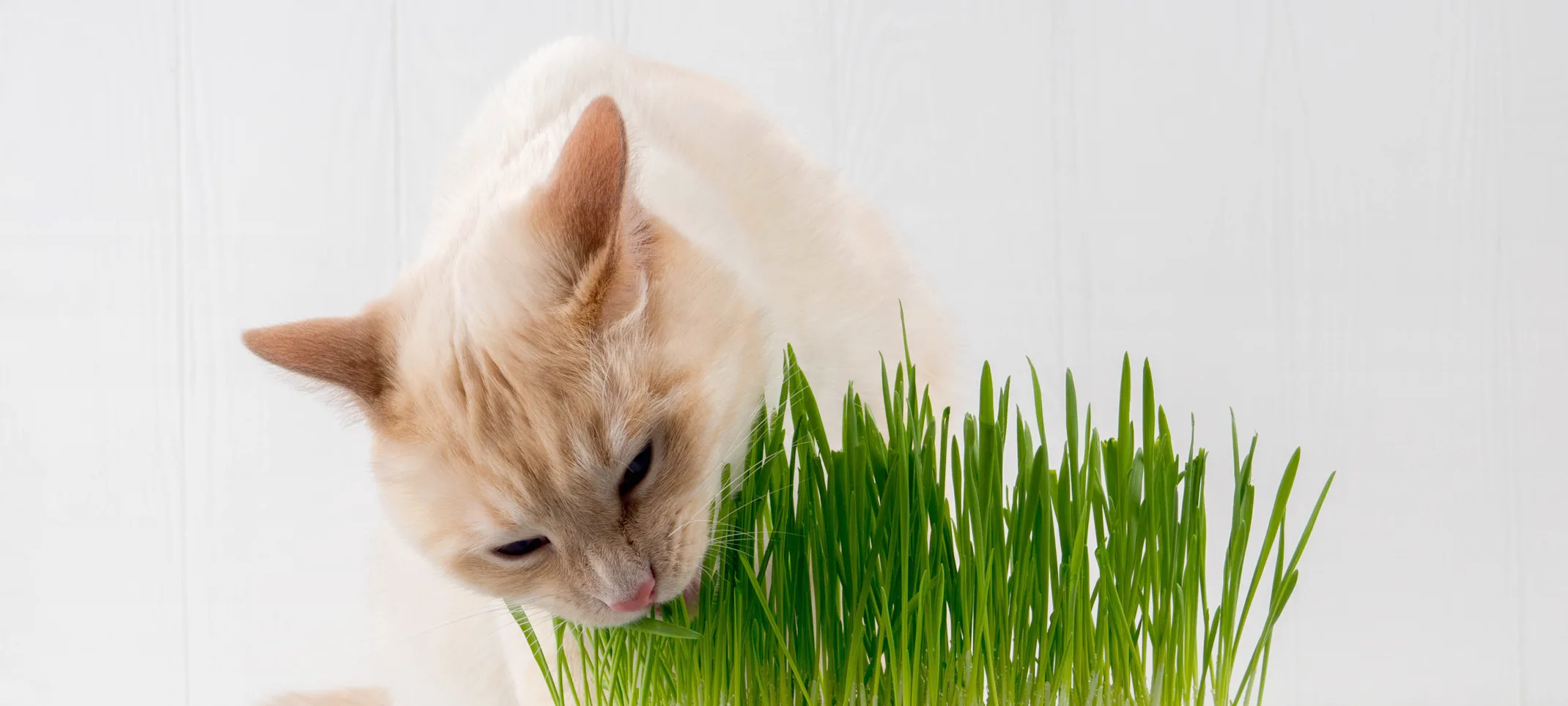 A small tan cat indoors sitting on a table eating grass from a potted plant 