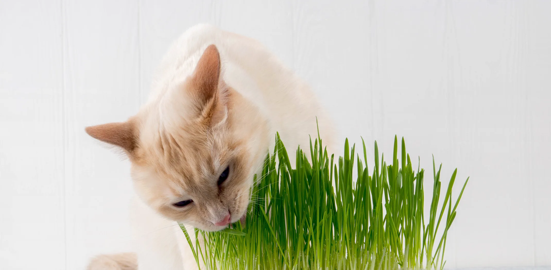 A small tan cat indoors sitting on a table eating grass from a potted plant A small tan cat indoors sitting on a table eating grass from a potted plant