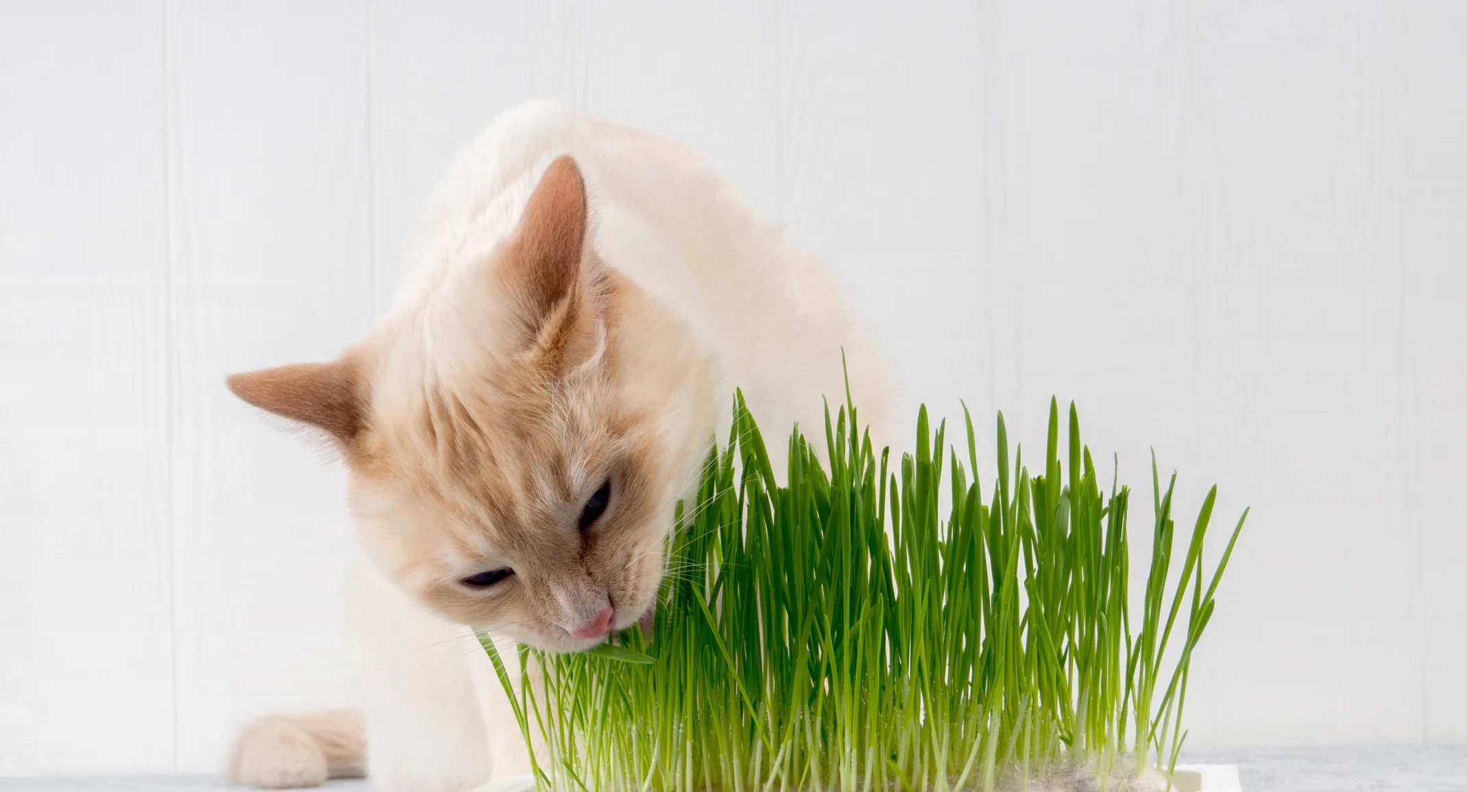 A small tan cat indoors sitting on a table eating grass from a potted plant 