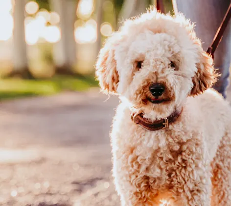 Dog on a walk with owner Dog on a walk with owner
