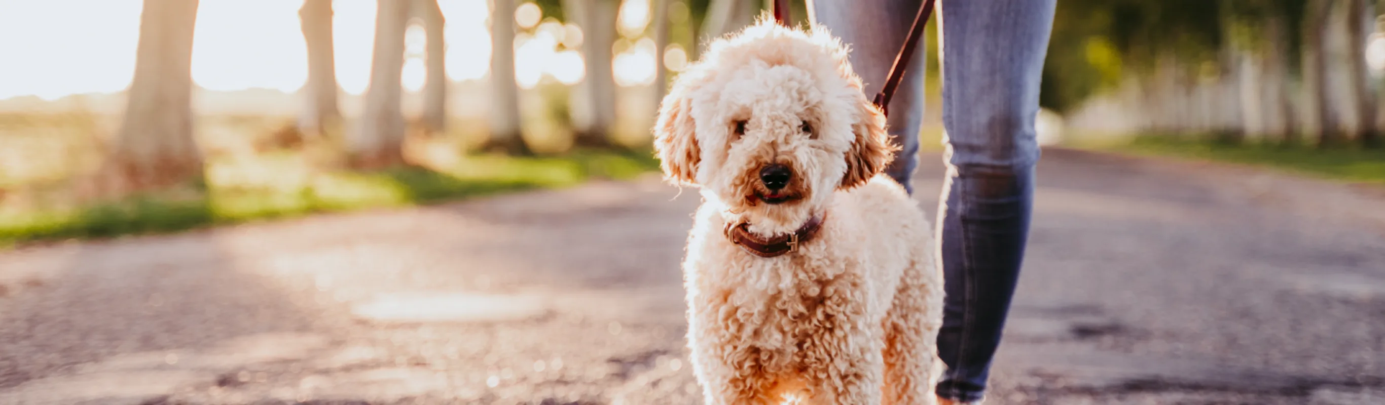 Dog on a walk with owner Dog on a walk with owner