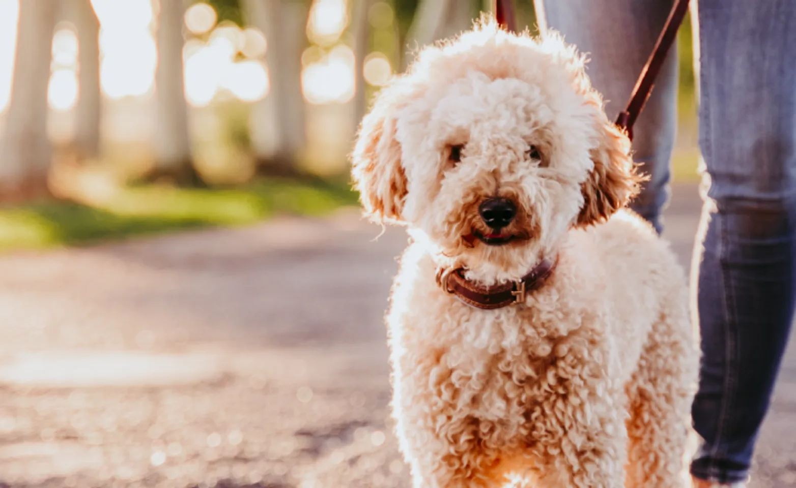 Dog on a walk with owner 